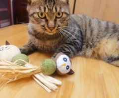 Catnip teething toys