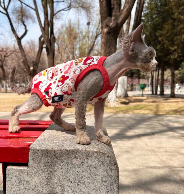 Hairless cat summer clothes