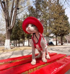 Hairless cat summer clothes