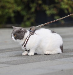 Cat-themed Vest-Style Chest Strap