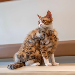 Luxury Faux Fur Winter Clothes for Cats - Warm and Stylish