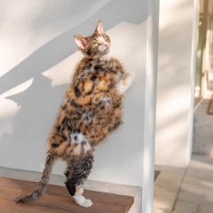 Luxury Faux Fur Winter Clothes for Cats - Warm and Stylish