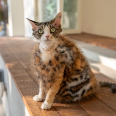 Luxury Faux Fur Winter Clothes for Cats - Warm and Stylish