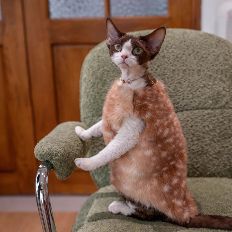 Luxury Faux Fur Winter Clothes for Cats - Warm and Stylish