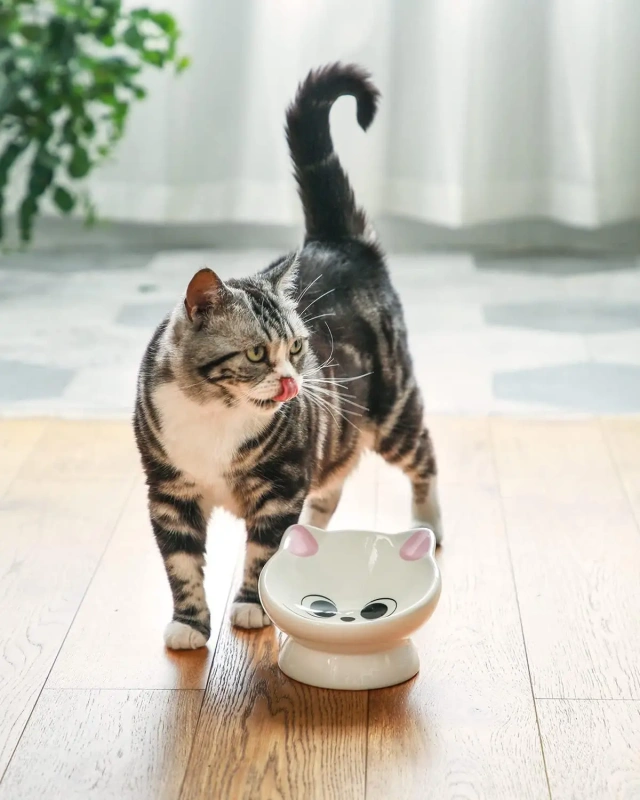 Raised Pink Ceramic Cat Food Bowl 15° Tilted Design Anti-Vomiting Backflow Prevention for Cats Kittens Pet Bowls Feeders Pets