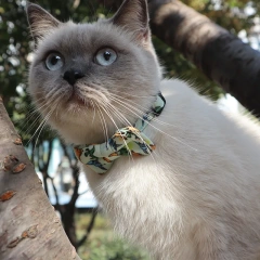 Pet Bow Collar With Kitty Safety Buckle Universe Series Puppy Dogs Cat Collars