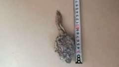 Rabbit fur mouse, fabric-eyed cat toy