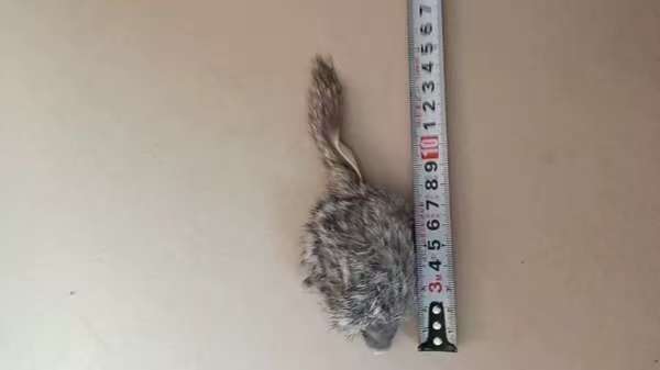 Rabbit fur mouse, fabric-eyed cat toy
