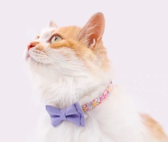 Cute cat safety collar