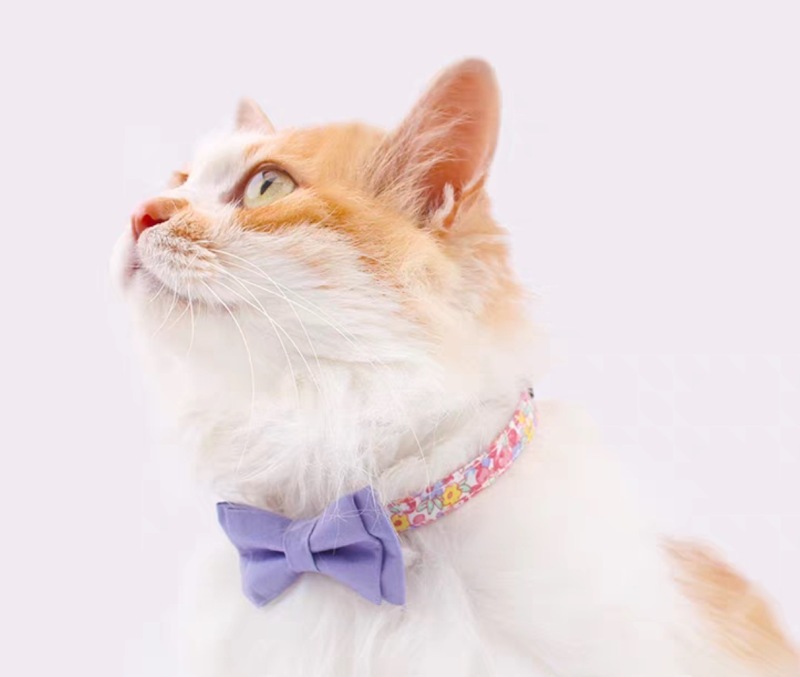 Cute cat safety collar