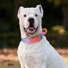 Fashionable Gradient Dog Collar Macaron Color New Pet Collars with Quick Release Metal Buckle Tactical Dog Collar with Handle