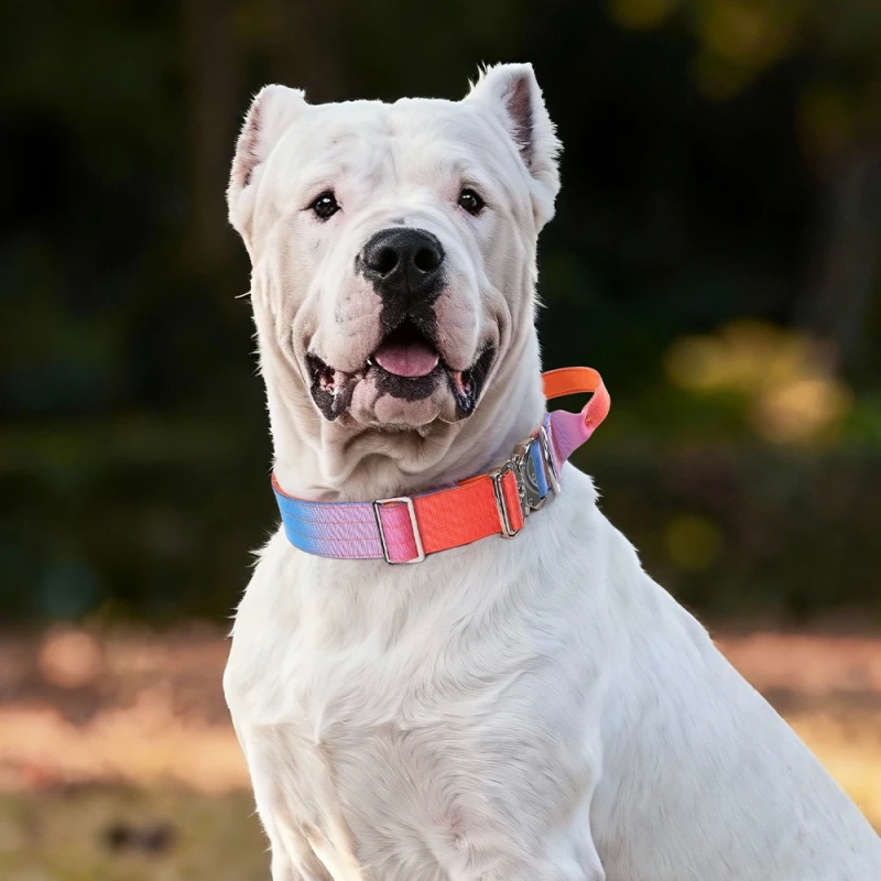 Fashionable Gradient Dog Collar Macaron Color New Pet Collars with Quick Release Metal Buckle Tactical Dog Collar with Handle