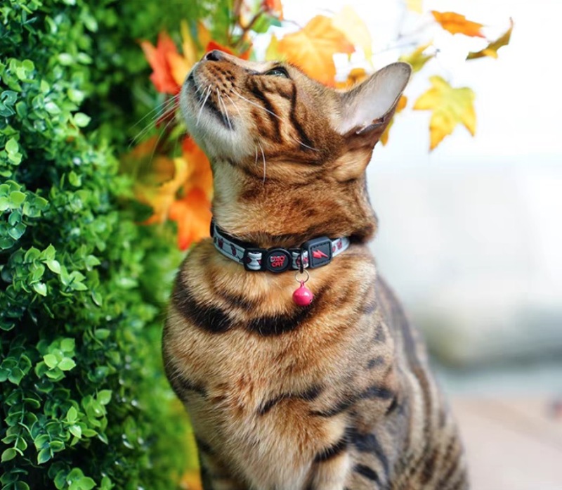 DOCO reflective cat collar safety buckle collar
