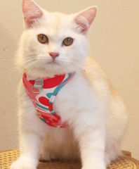 Cat Harness Adjustable Vest Walking Lead Leash