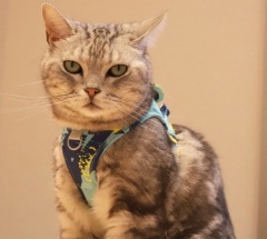 Cat Harness Adjustable Vest Walking Lead Leash