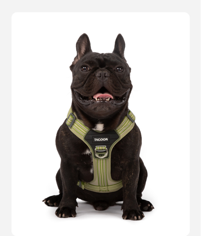 Pet dog harness