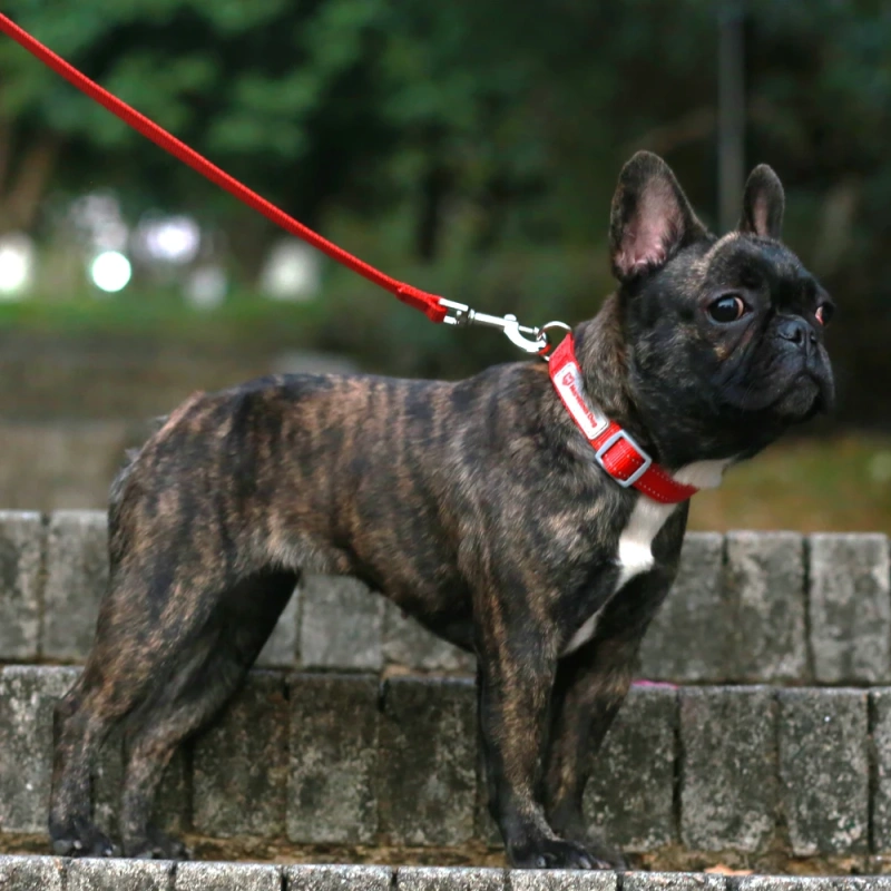 Wholesale High-end Nylon Dog Collar with Adjustable Reflective Thread Design and Customizable Color and Micro logo