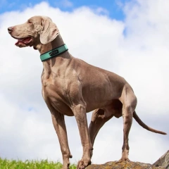 Reflective Dog Collar Personalized Pet Tag Collar Custom Puppy Cat Nameplate ID Collars Engraved Comfortable Diving cloth Padded