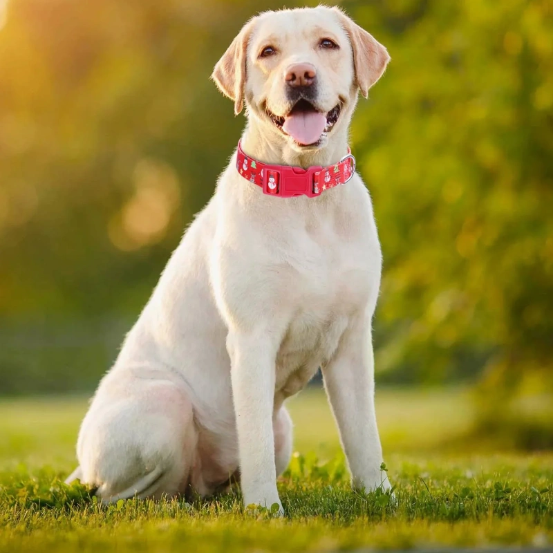 Pet Dog Holiday Christmas Collar