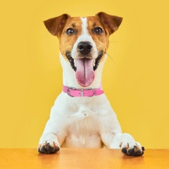 Pu Leather Accessories Dog Collar Macaron Adjustable High-End Special-Shaped Wave Banquet Birthday Ribbon Solid Pet Collar
