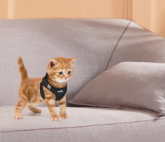 Pet cat harness