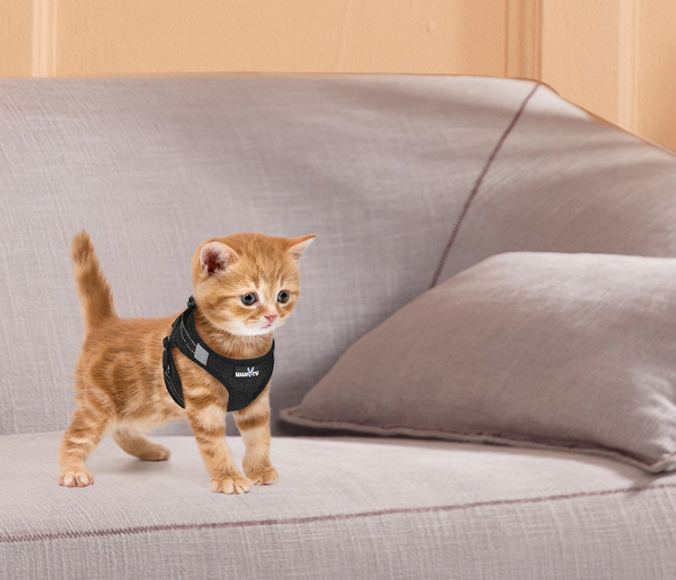 Pet cat harness