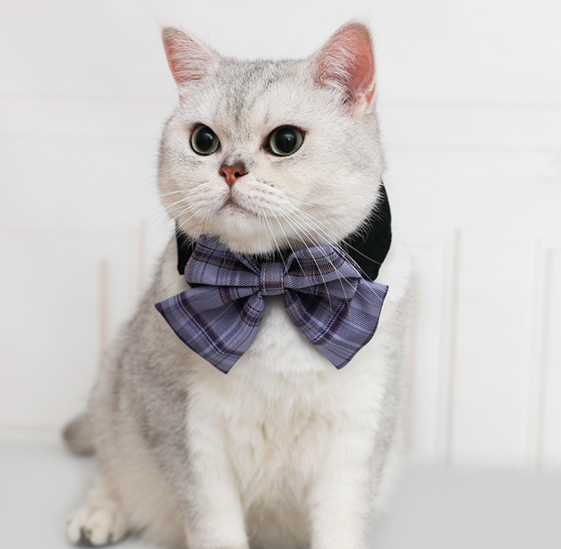 Cat bow tie
