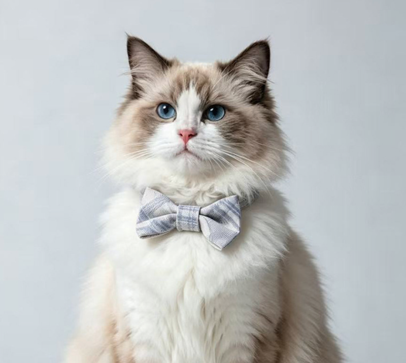 cat collar
