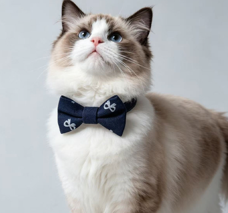 cat collar