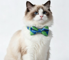 cat collar