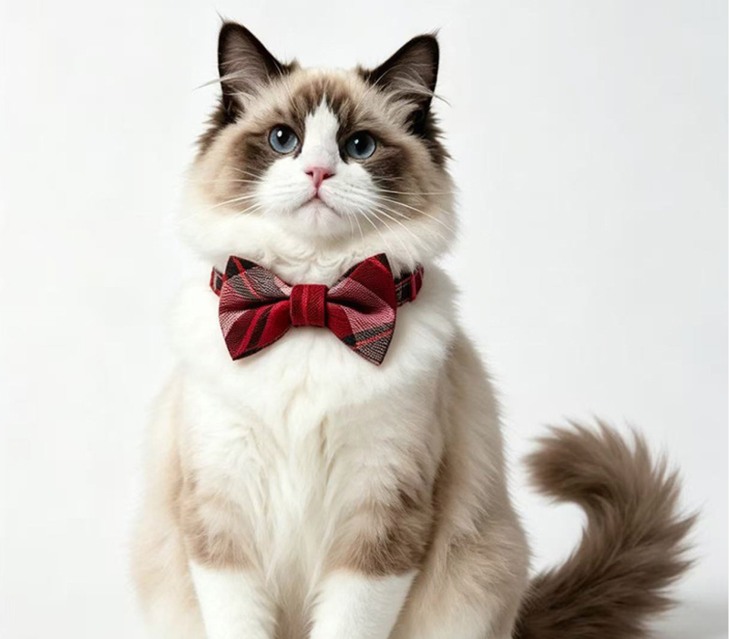 cat collar