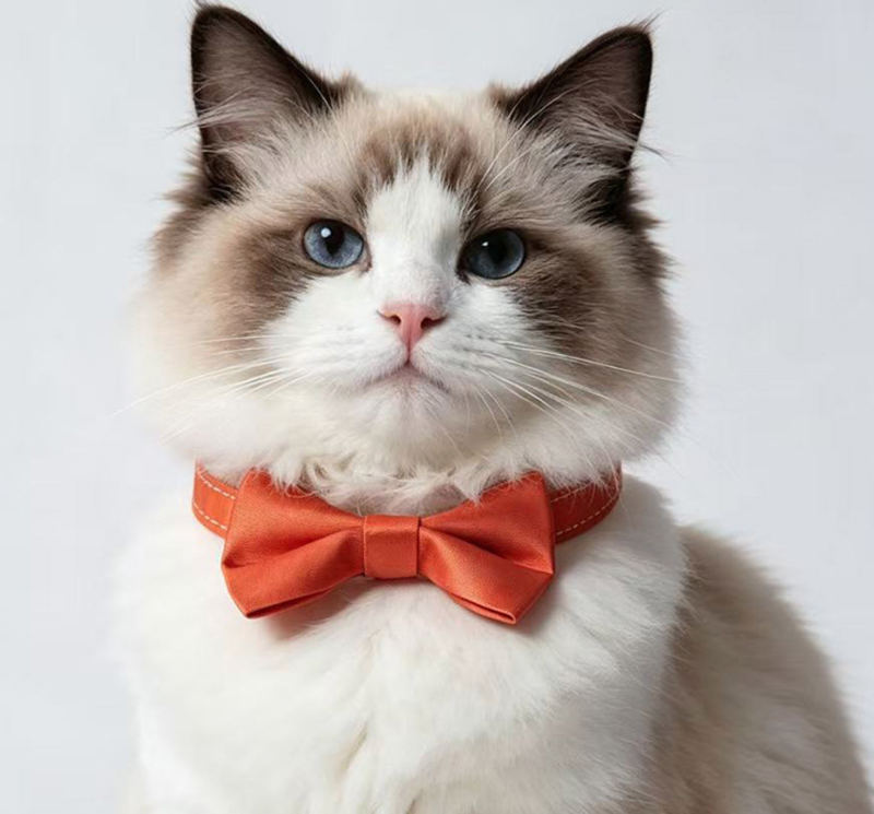 cat collar