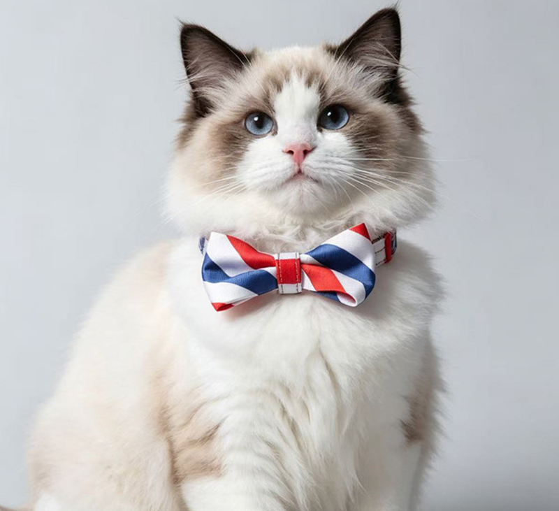 cat collar