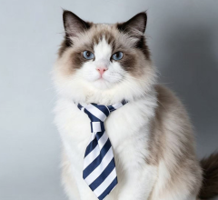 cat collar
