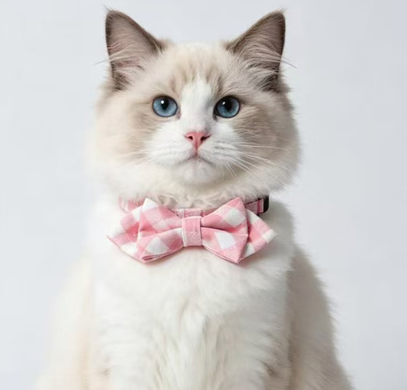 cat collar