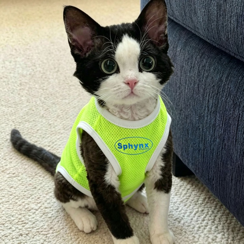 Cat-themed fashion vest