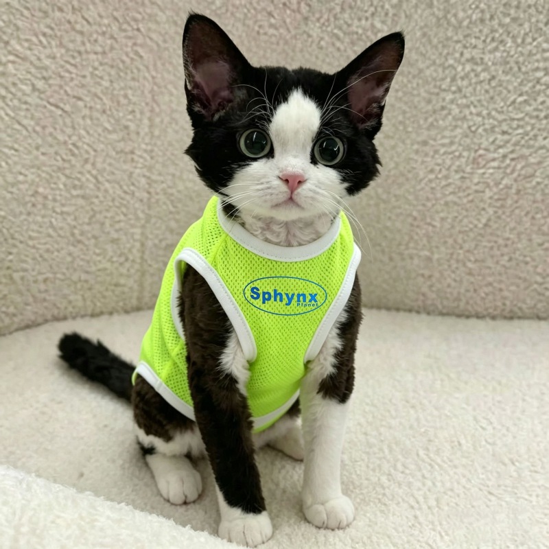 Cat-themed fashion vest
