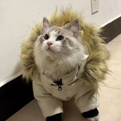 Pet cotton-padded clothes