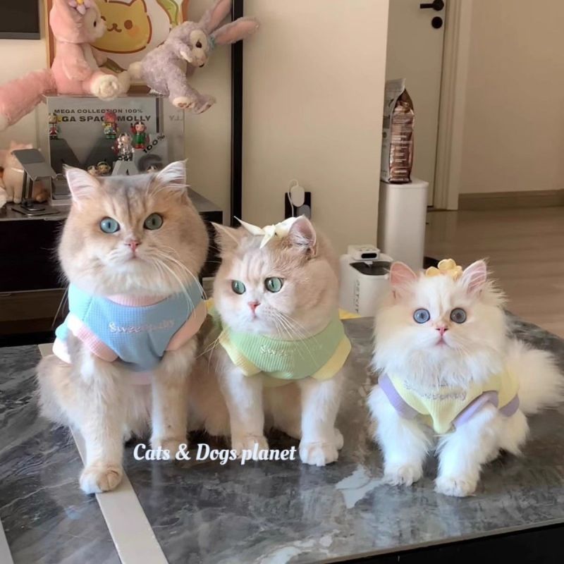 Pet Autumn and Winter Base Layer