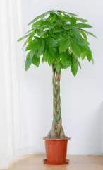 Guiana Chestnut