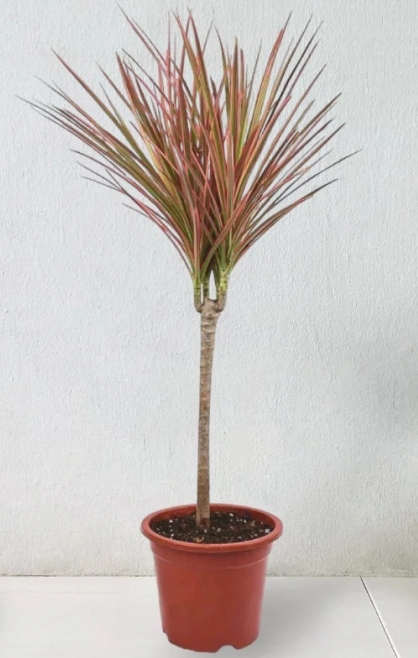 Dracaena draco
