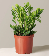 Zamioculcas