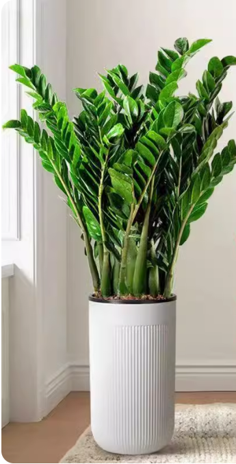 Zamioculcas