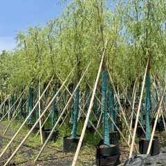 Salix babylonica L.
