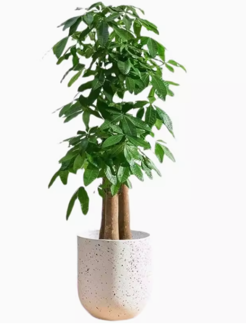 Guiana Chestnut