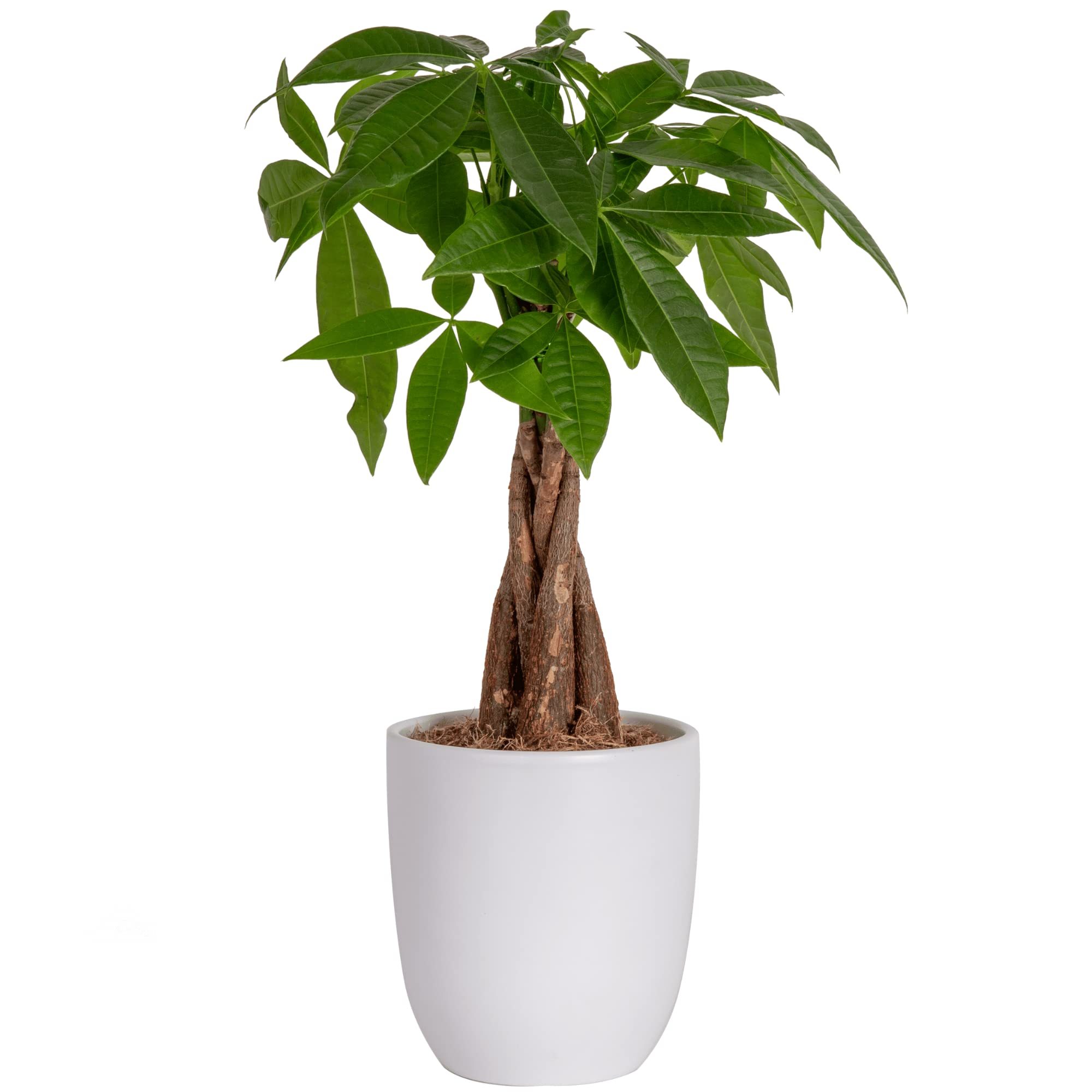 Guiana Chestnut