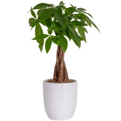 Guiana Chestnut