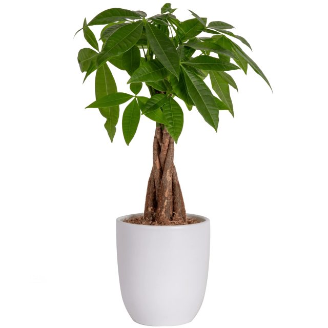 Guiana Chestnut