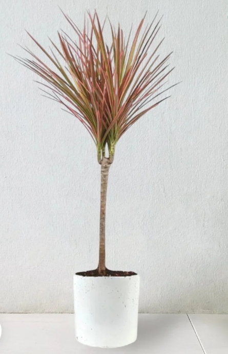 Dracaena draco