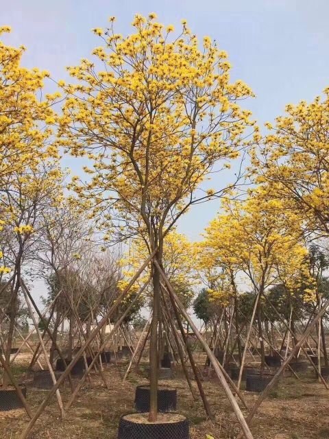 Handroanthus chrysotrichus